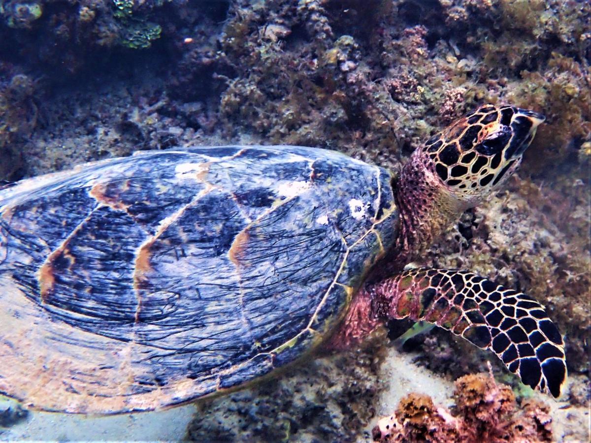 2 Nuits Insolites & 1 Excursion Voile A Bord Du Voilier Mori Ora Moorea Luaran gambar