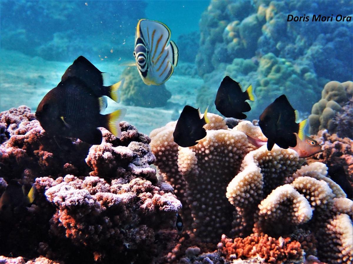 2 Nuits Insolites & 1 Excursion Voile A Bord Du Voilier Mori Ora Moorea Luaran gambar
